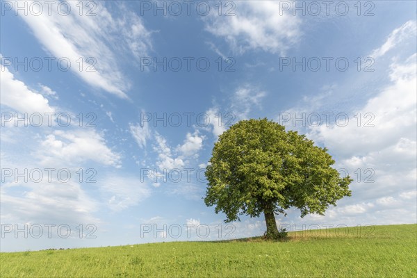 Lone tree on a hill in the French countryside. Jura, Lons-le-Saunier, Burgundy-Franche-Comte,