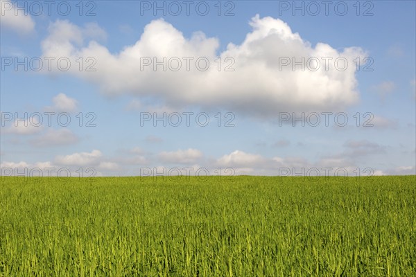 clouds (Cumulus) in blue sky, field of green wheat in Springtime, Butley, Suffolk, England, UK