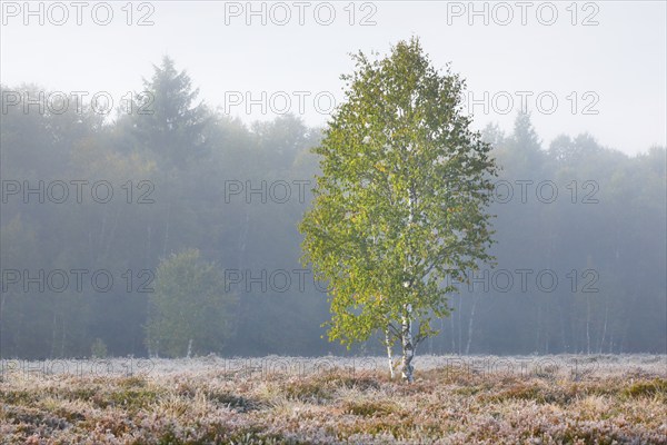 A single birch tree stands in the pastel light of dawn in a moorland covered with heather, fog and