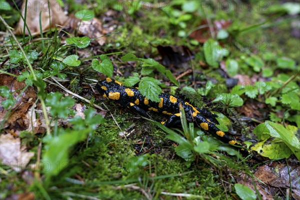 Fire salamander (Salamandra salamandra), Going am Wilden Kaiser, Tyrol, Kufstein, Wilder Kaiser,
