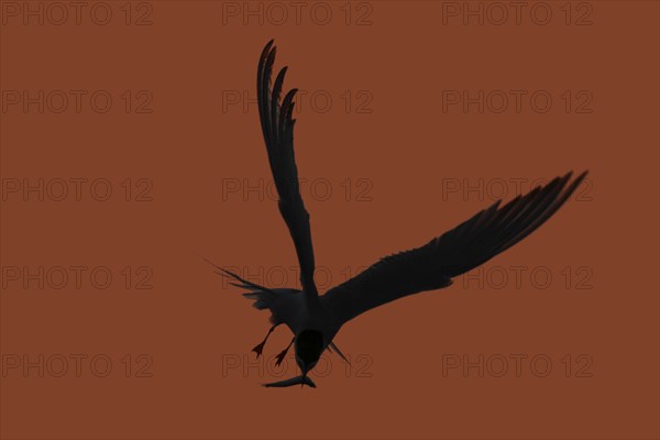 Common Tern (Sterna hirundo), flight study at sunset, in flight with fish in its beak, Lower Saxon