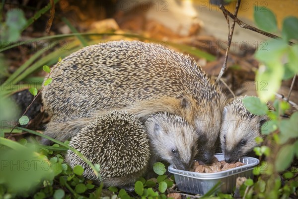 Hedgehog mother with young in the living environment of humans. A near-natural garden is a good