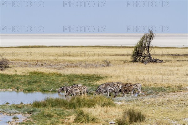 Steppe zebras at a waterhole, Etosha National Park, Namibia, Africa