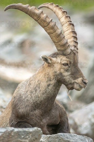 Ibex (capra ibex) in the rocky mountains of the Italian Alps. in the Gran Paradiso National Park.