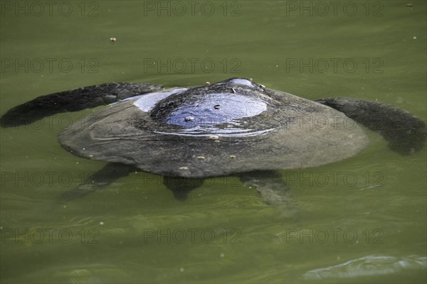 Galapagos green sea turtle (Chelonia mydas) swimming, Caleta Tortuga Negra, Santa Cruz Island,