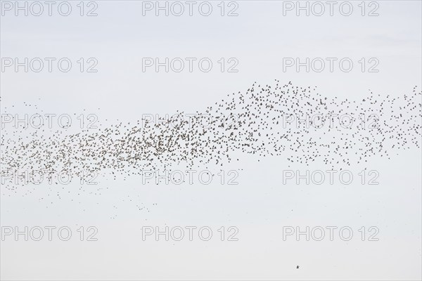 Common (Sturnus vulgaris) starlings fly together, in perfect symbiosis to protect themselves from
