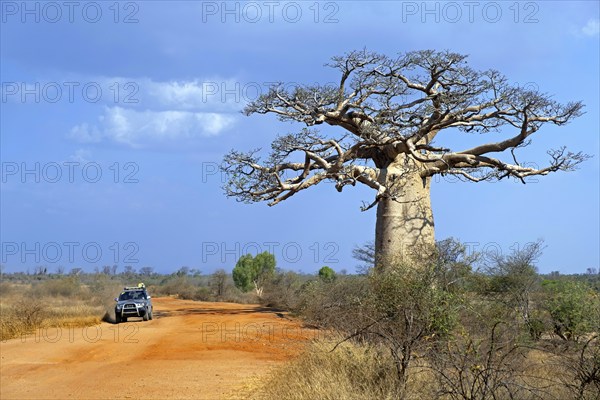 Off-road four-wheel drive vehicle with tourists driving on dirt road past Madagascar baobab