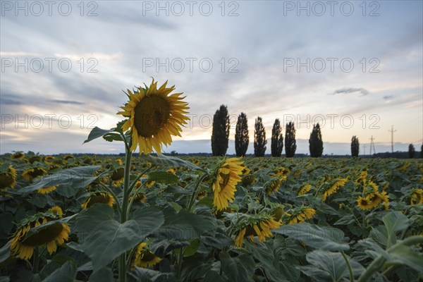 Sunflowers, sunflower field, poplar avenue, Germany, Europe
