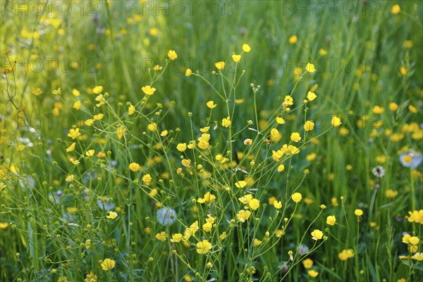 A sun-drenched wildflower meadow with numerous yellow flowers and green grass, buttercups