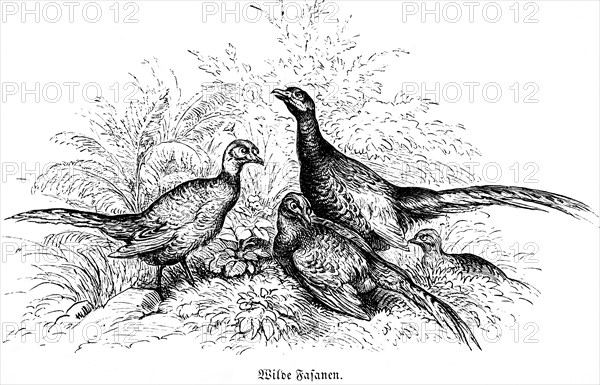 Three Wild Pheasants Wild pheasant, feathers, Hubertus hunting, hunting scenes, wildlife, nature,