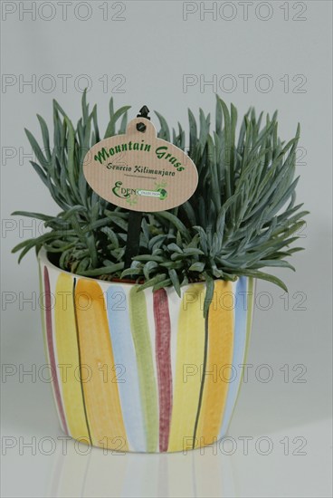 Mountain Grass (Senecio kilimanjaro)