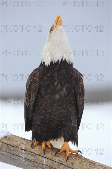 Bald Eagle (Haliaeetus leucocephalus), Bald Eagle, Homer, Kenai Peninsula, Alaska, USA, North
