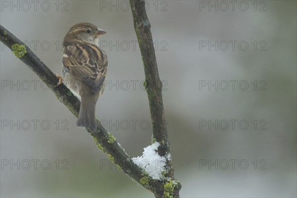 Female House Sparrow (Passer domesticus) on a branch with snow in winter in Bad Schönborn,
