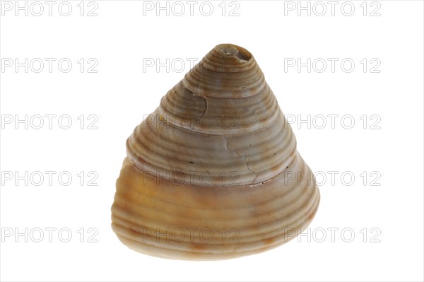 Gyroscope snail, Gyroscope snails, Other animals, Marine snails, Snails, Animals, Molluscs, Painted
