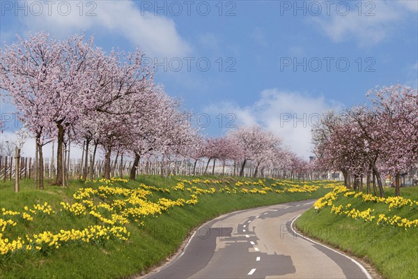 Country road with blossoming almond trees and daffodils, Southern Palatinate, Palatinate,