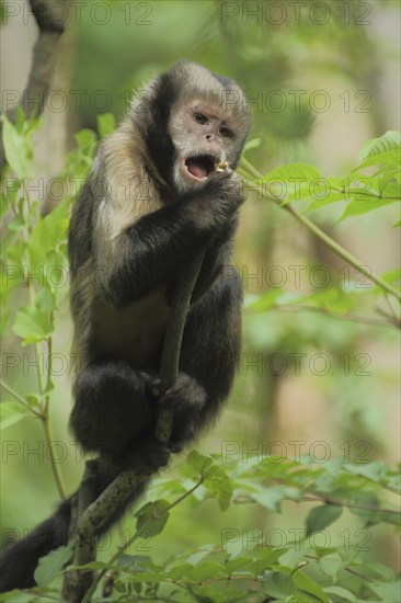 Golden-bellied capuchin (Cebus xanthosternos), adult, feeding, capuchins, capuchin monkey, Cebus,