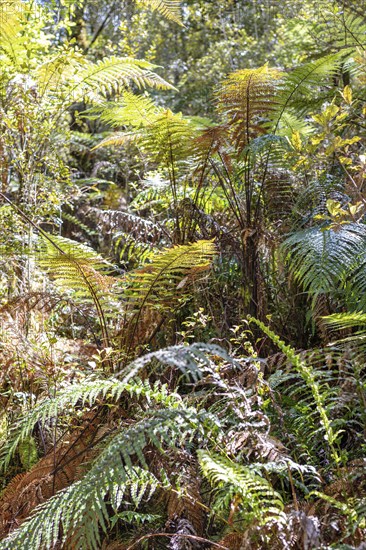 Silver tree fern (Cyathea dealbata), Lake Matheson Trail, New Zealand, Oceania