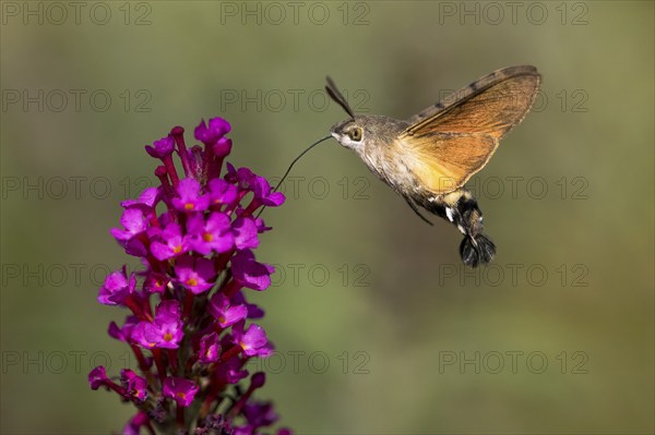 Hummingbird hawk-moth (Macroglossum stellatarum), flying, sucking nectar on flower of