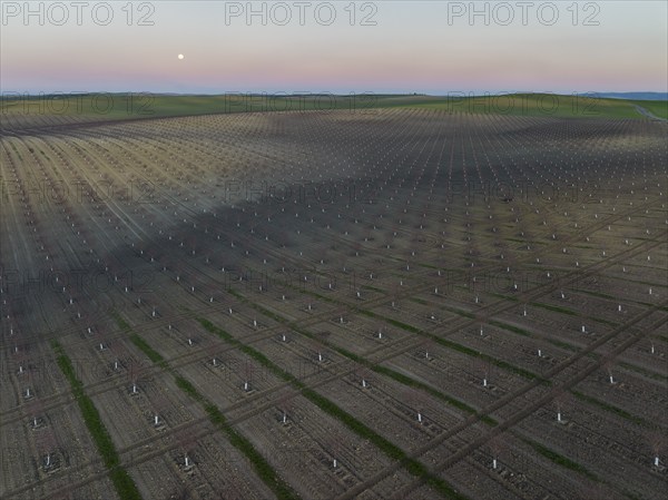 Cultivated young Almond Trees (Prunus dulcis) in the Campiña Cordobesa, the fertile rural area