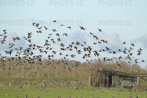 Greater white-fronted geese (Anser albifrons), flock landing on a pasture, Lower Rhine, Bieslicher