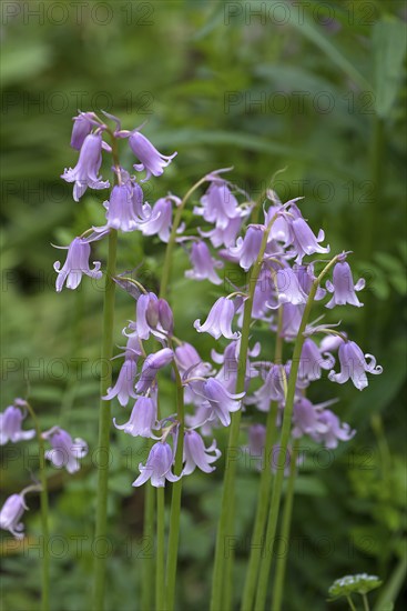 Bluebell (Hyacinthoides), Bavaria, Germany, Europe