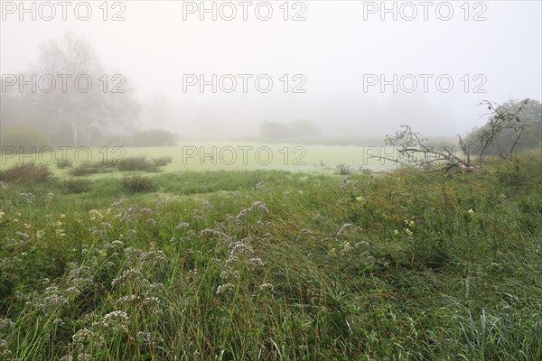 Moor lake, water, reeds, sedge, grasses, acid grasses (Carex), wet meadow, moor, Eulenbruck,
