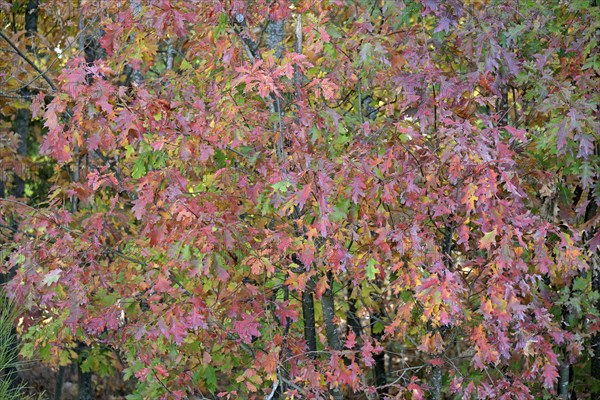 Northern red oak (Quercus rubra) with autumn colouring, Moselle, Rhineland-Palatinate, Germany,