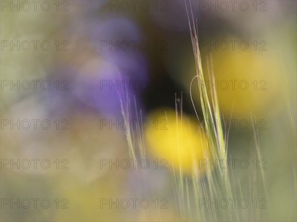 Photo art, depicted by blurred out of focus flowers of the rough hawksbeard (Crepis biennis),