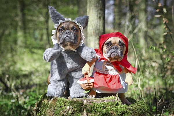 Pair of French Bulldog dogs dressed up as fairytale characters Little Red Riding Hood and Big Bad