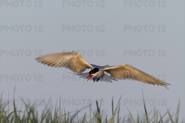 Common Tern (Sterna hirundo), flight study, animal in flight, Lower Saxon Wadden Sea National Park,