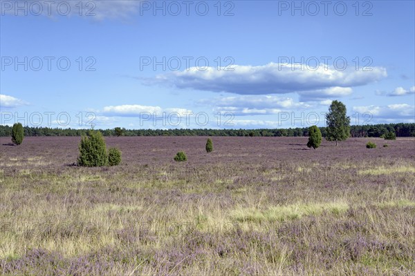Heathland, extensive Oberoher Heide, common juniper (Juniperus communis) and flowering common