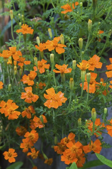 Orange Marigold (Tagetes) in summer, Quebec, Canada, North America