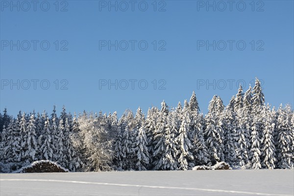 Winter spruce (Picea) (Pinaceae) forest, spruce, pine, snow, winter, Leibertingen, Upper Danube