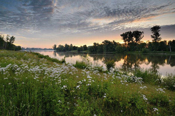 Morning glow on the Old Rhine with valerian (Valeriana officinalis) and deciduous trees, Xanten,