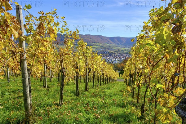 Autumn vineyard landscape on the Swabian Alb in the vineyards of Metzingen, Baden-Württemberg,