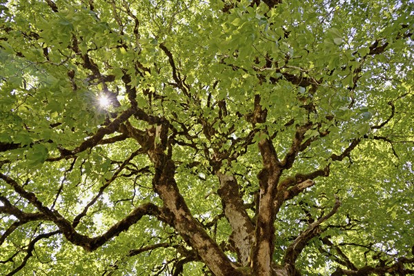 Sycamore maple (Acer pseudoplatanus), view into the tree crown with mossy branches and sunstar,