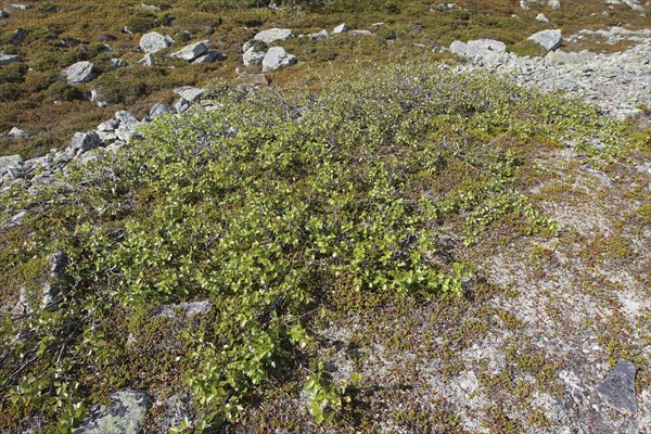 Dwarf birch (Betula nana), polar birches in the tundra, Lapland, northern Norway, Scandinavia