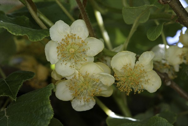 Chinese Gooseberry, kiwifruit (Actinidia deliciosa) tree, trees, fruit, crops, Actinidiaceae