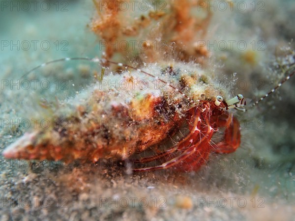 Striped hermit crab (Pagurus anachoretus) in the Mediterranean Sea. Dive site Iles Medes, L'