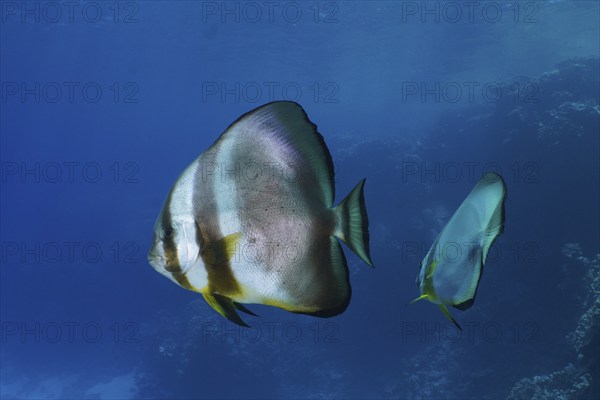 Orbicular batfish (Platax orbicularis), dive site Abu Dabab, El Naba, Marsa Alam, Egypt, Red Sea,