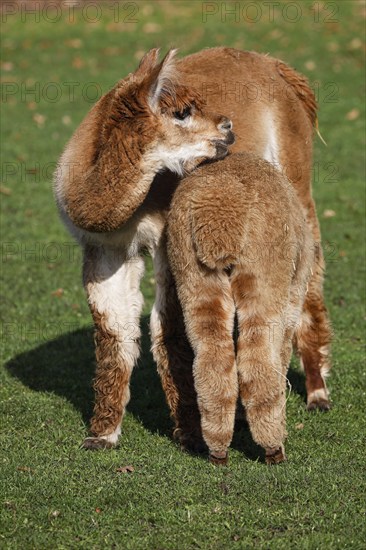 Alpacas (Vicugna pacos), mare suckling foal, Germany, Europe