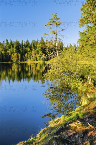 Spruce and pine forest along the lakeshore of the quiet Étang de la Gruère reflected in the water