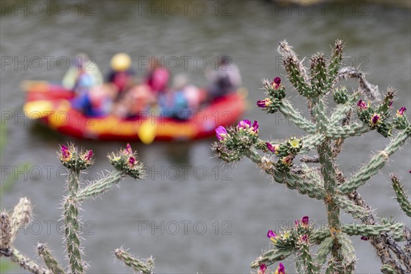 Rinconada, New Mexico, Rafters with New Mexico River Adventures on the Rio Grande below cholla