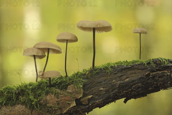 Group Long-stemmed garlic dwarf on dead wood with moss, five, six, String-stemmed garlic dwarf