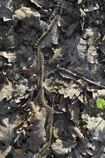 Pine processionary (Thaumetopoea pityocampa) moth caterpillars (Traumatocampa pityocampa) following