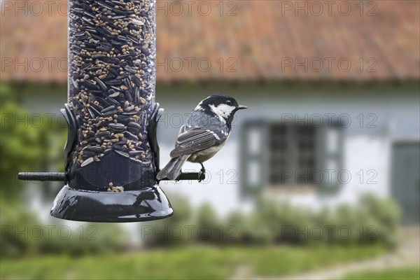 Coal tit (Parus ater) cole tit eating sunflower seeds from bird feeder, birdfeeder in garden of