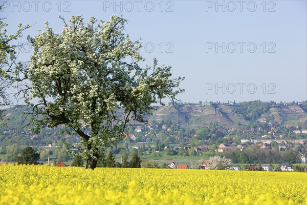 Radebeul, vineyards