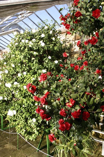 Camellia Castle Königsbrück