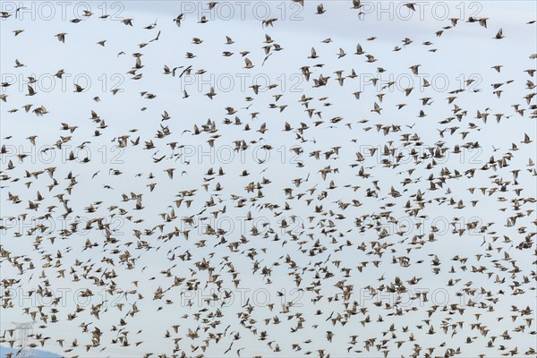 Common (Sturnus vulgaris) starlings fly together, in perfect symbiosis to protect themselves from
