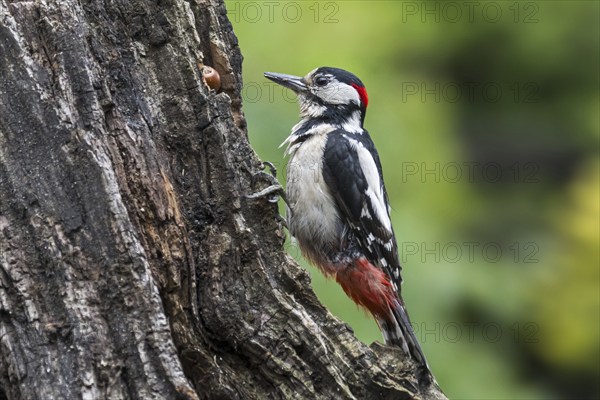 Great spotted woodpecker (Dendrocopos major), greater spotted woodpecker male hammering on hazelnut